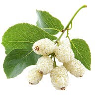 White Mullberry